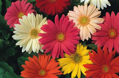 Gerbera jamesonii - ژربرا